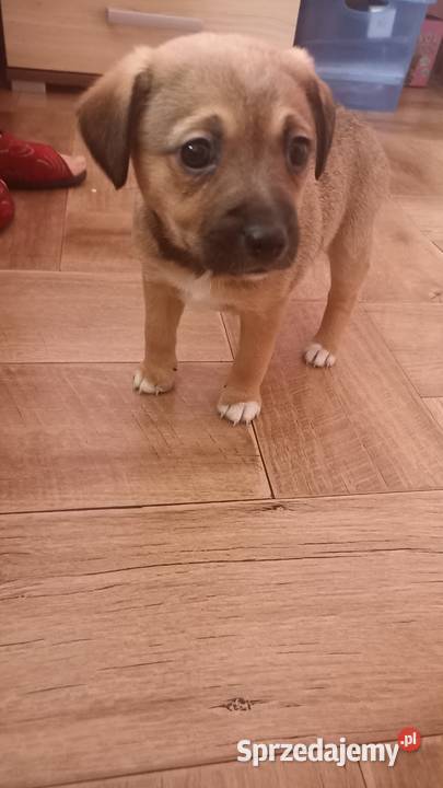 Oddam pieski w ręce Psy opolskie