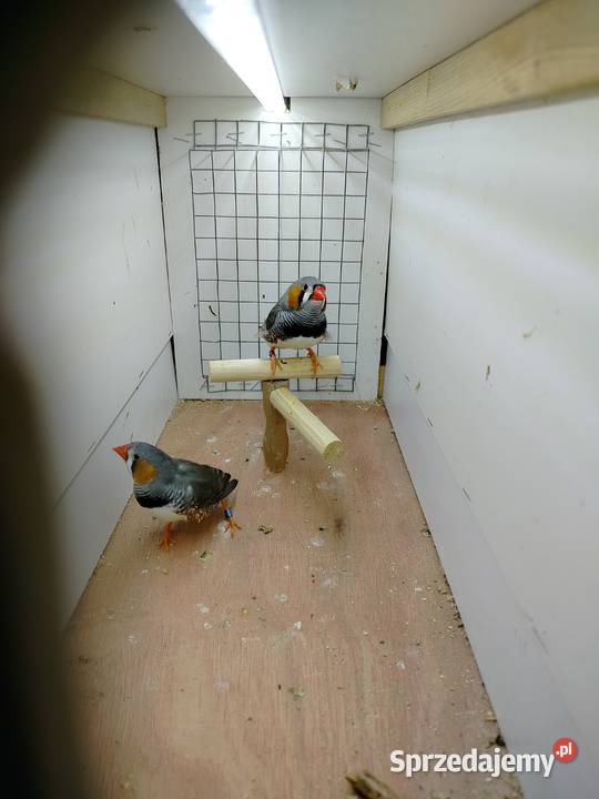 Zeberki samce dorosłe i młode Ptaki Jarosław