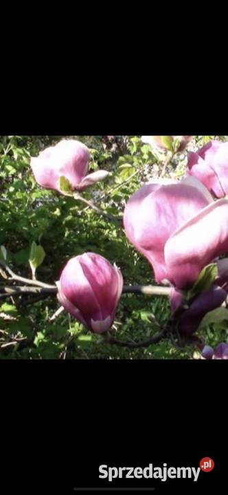 Magnolia pośrednia sadzonki kujawsko-pomorskie Bydgoszcz