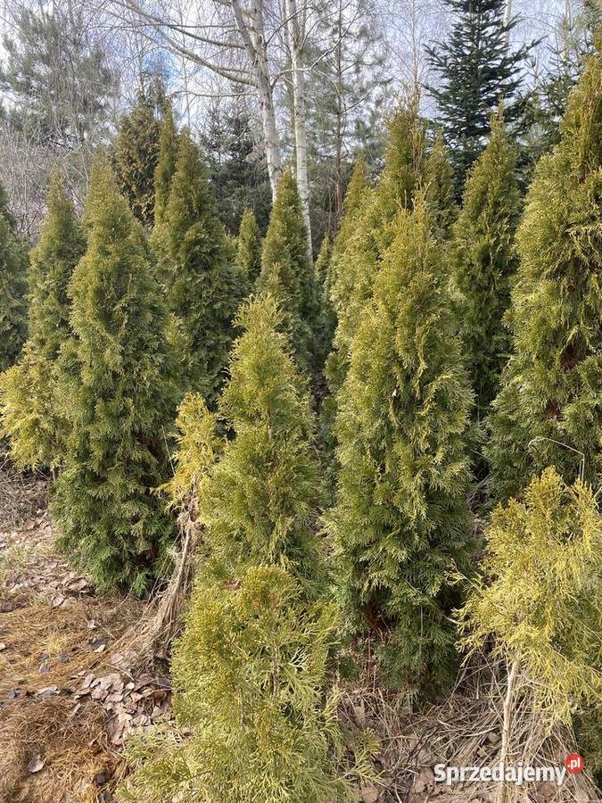 Thuje tuje tuja Thuja 180 200 szmaragd smaragd Iglaste małopolskie Bochnia