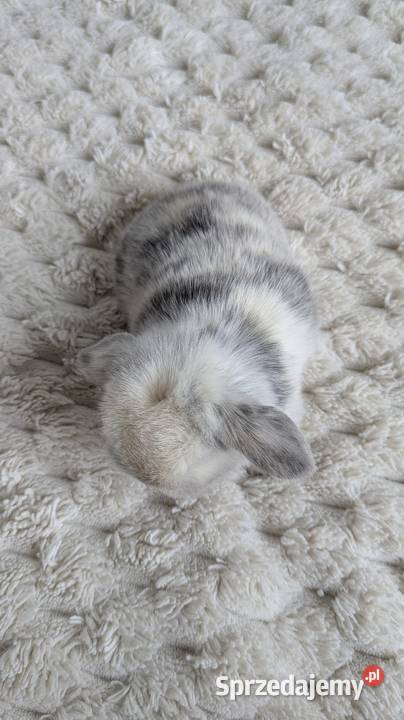 Mini lop królik miniaturka mały karzełek baranek Tarnów