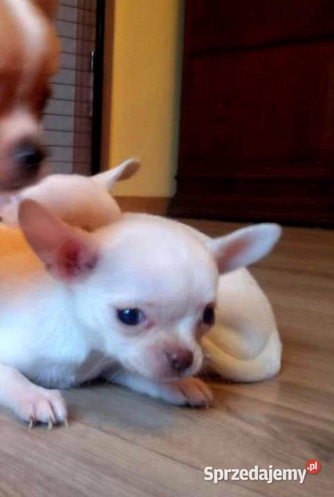 Chihuahua piesek biały i brązzowy Jasienica Dolna