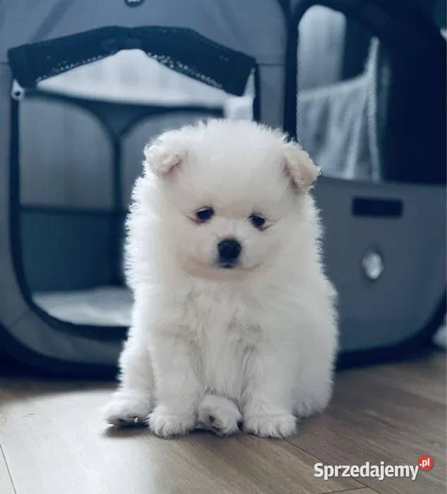 Pomeranian Szpic miniaturowy Miniaturowe Lwy Ostrowiec Świętokrzyski