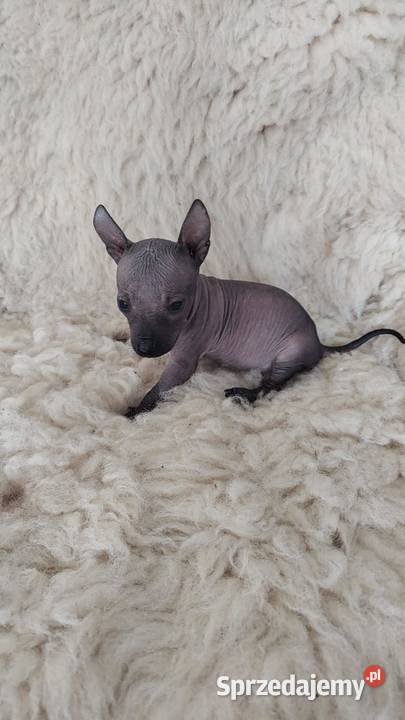 Nagi Pies Meksykański XOlO Champion Radomsko sprzedam