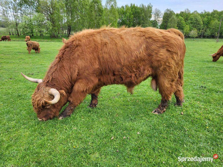 100 Rasowy buhaj byk rozpłodowy highland bydło
