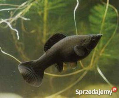 Rybki akwariowe Pozostałe Jarocin