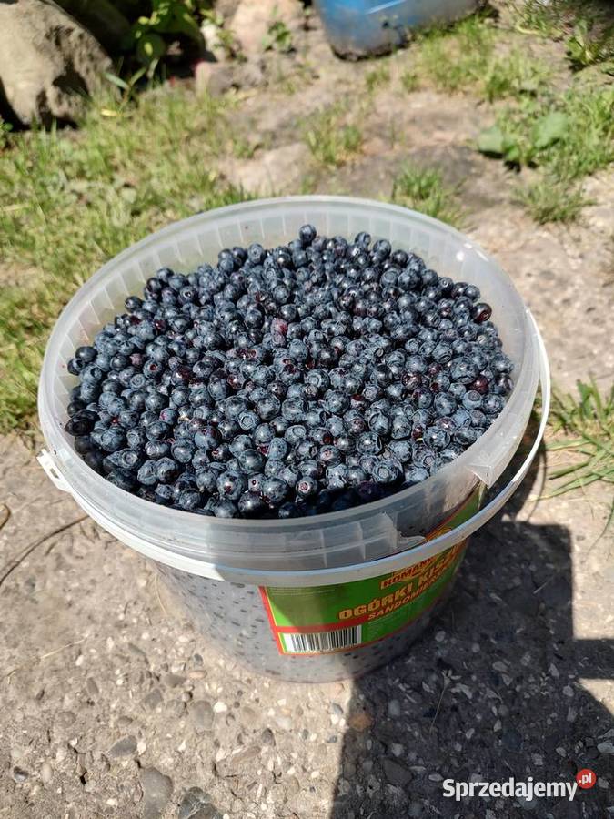 Sprzedam Jagody Leśne Świeze podkarpackie Grębów