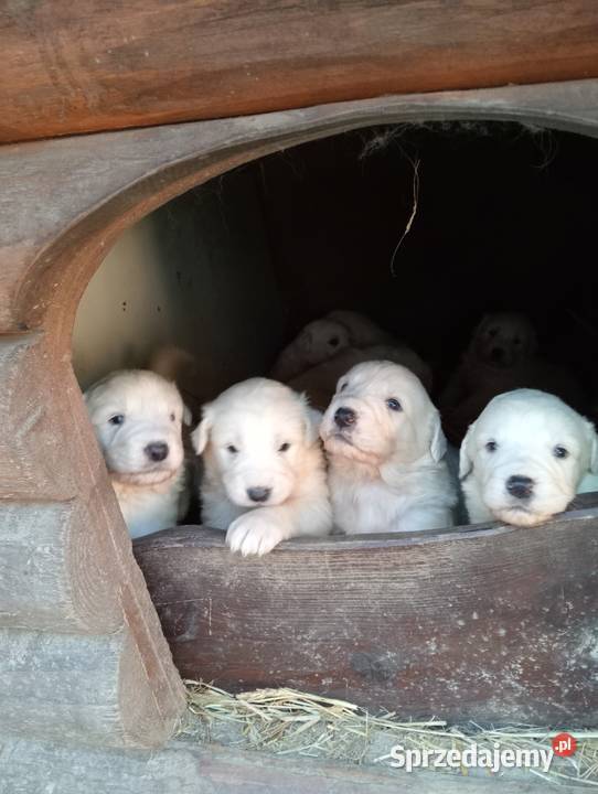 Szczenięta owczarka podhalanskiego świętokrzyskie Łączna