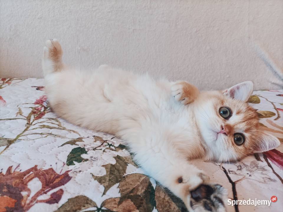 Kot brytyjski kotka brytyjska długowłosy Brytyjski Częstochowa