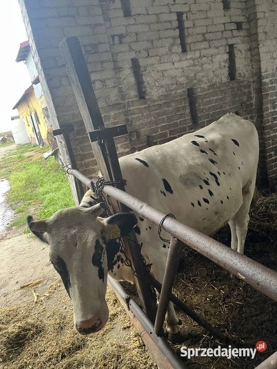 Jałówki wysokocielne Rolnictwo mazowieckie Begno