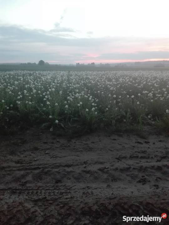 Mniszek lekarski nasiona lubelskie Krasnystaw