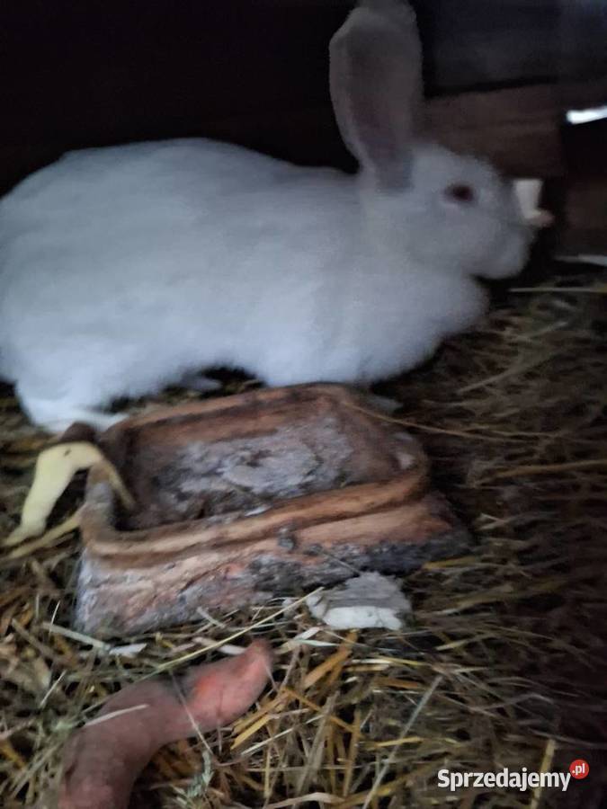 Królica termondzka kotna Sierakowice Lewe
