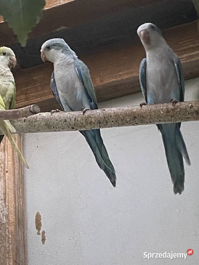 Papug Mnichy nizinne Zwierzęta Konin