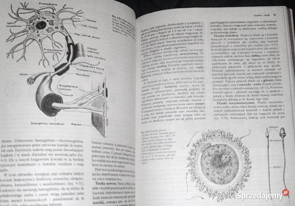 Biologia Claude A Villee Chełm sprzedam
