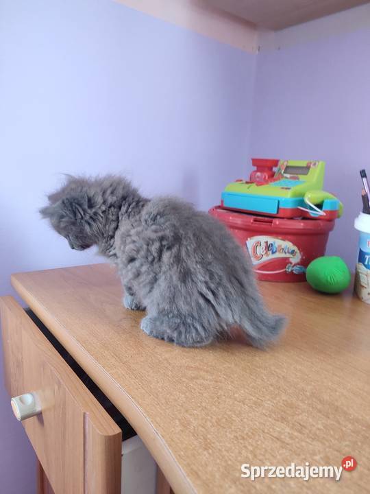 Kot brytyjski długowłosy kocurek Brytyjski podkarpackie Rzeszów