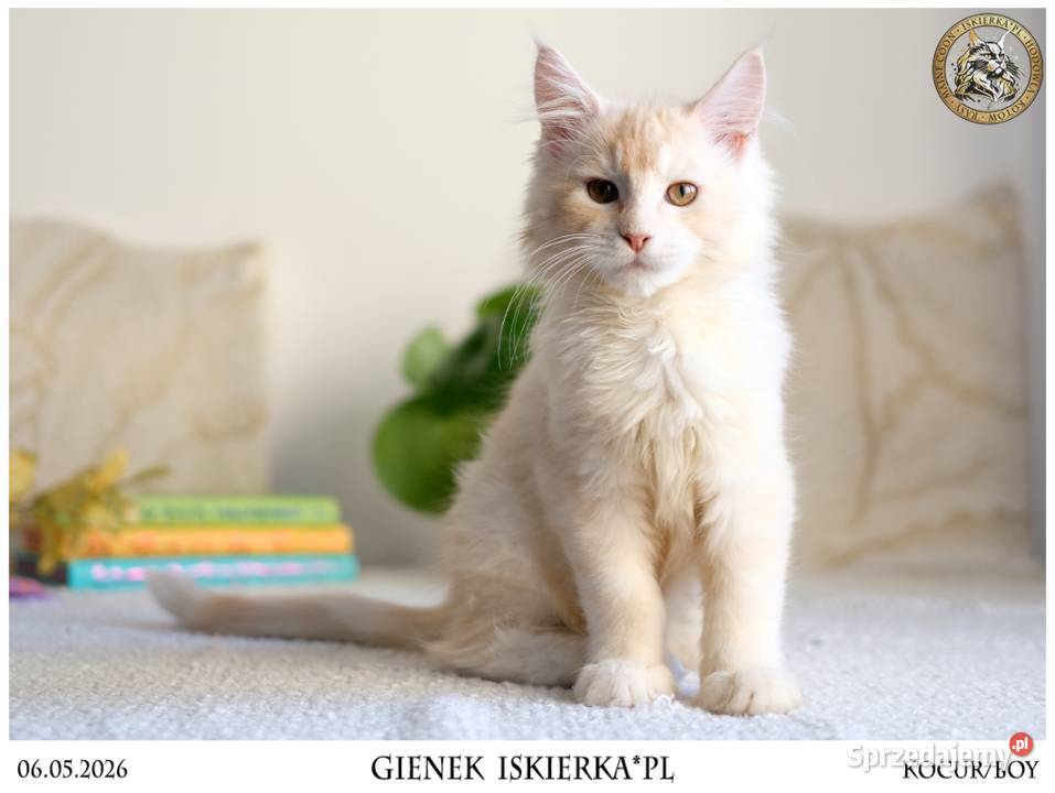 Gienek Iskierka Wyjątkowy kocur Maine Coon szuka mazowieckie Warszawa