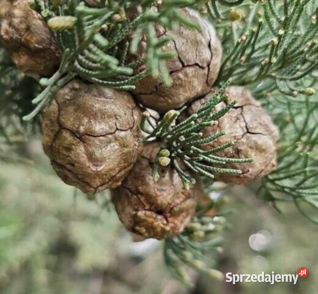 CEDR MEKSYKAŃSKI Cupressus lusitanica NASIONA Lubanie