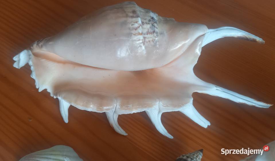 Muszle muszelki kolekcja 26 sztuk