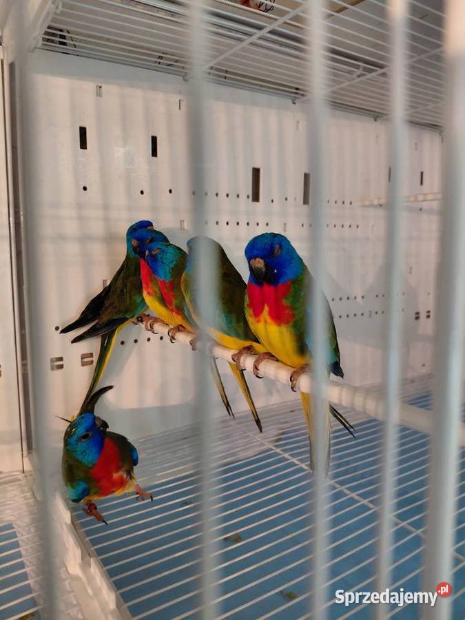 Łąkówki wspaniale