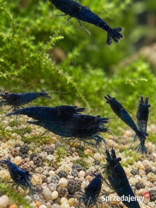KREWETKA BLUE VELVET NEOCARIDINA DAVIDI Inowrocław