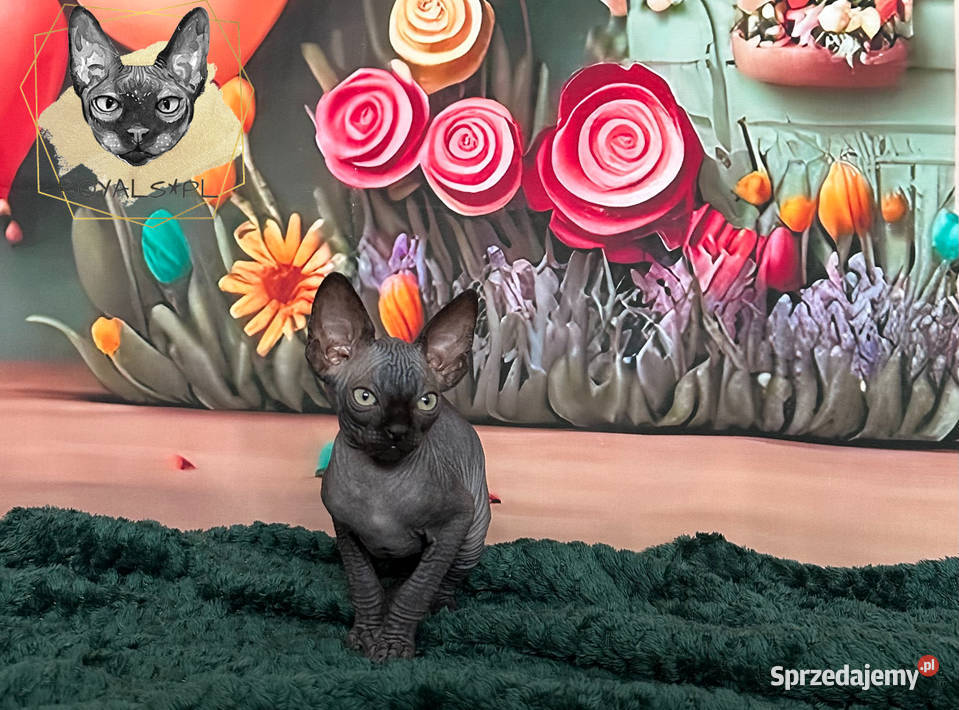 Czarny kocurek sfinks kanadyjski kocięta CEZAR śląskie Częstochowa