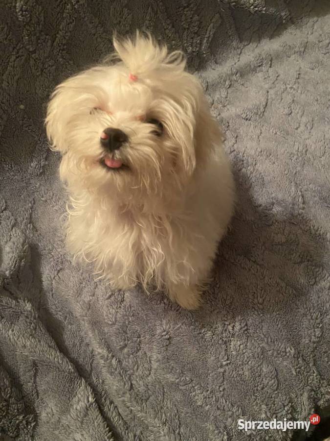 suczka i piesek maltańczyk