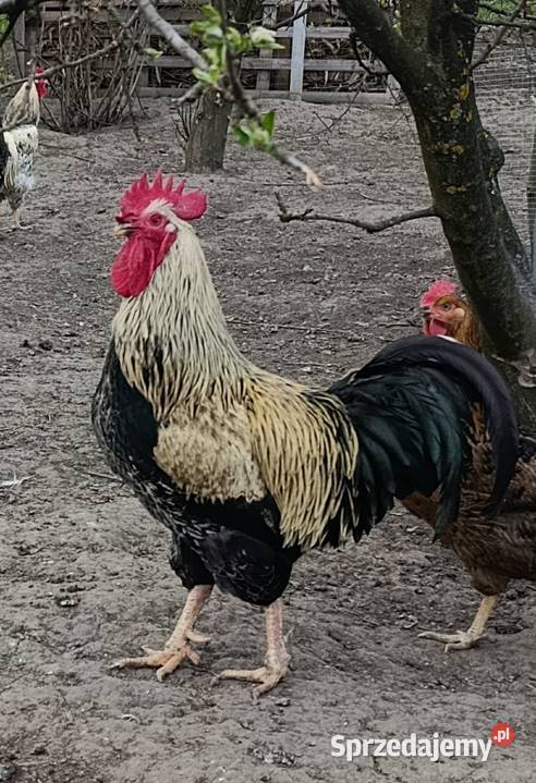 Młody kogut z 2025r podkarpackie Roźwienica