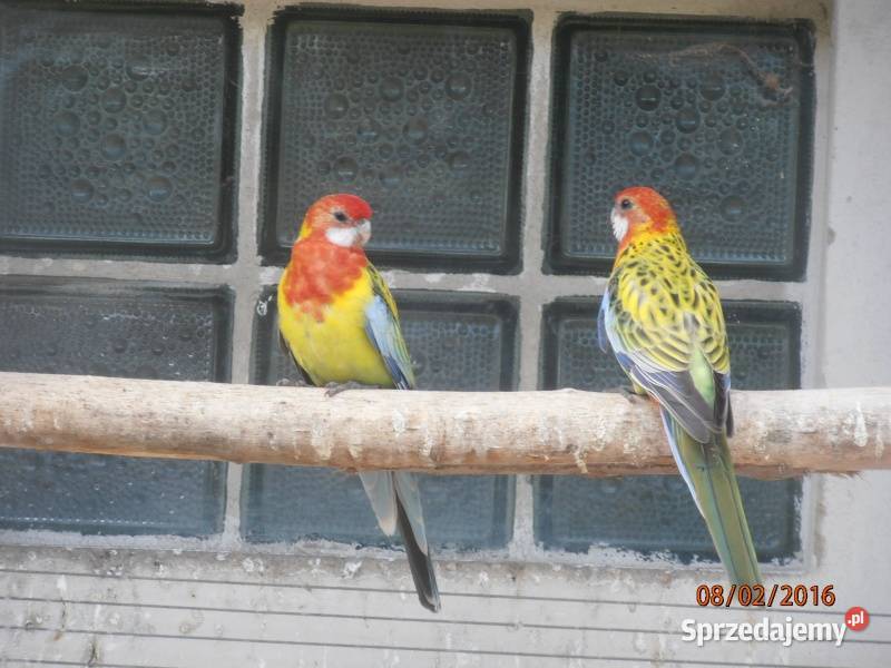 rozele bialo lice Chudów