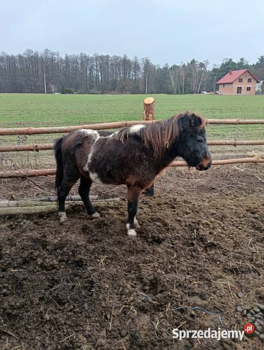 Kucyk ogierek srokaty Janówek