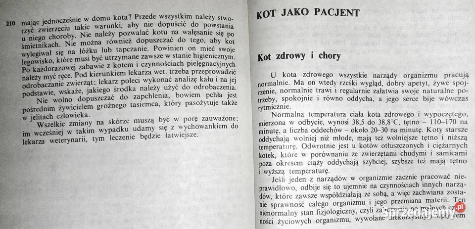 Koty Aleksandra KonarskaSzubska Chełm