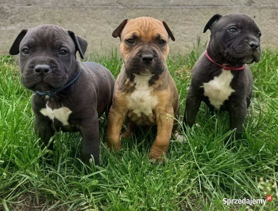 Piękne szczenięta American Staffordshire Terrier sprzedam