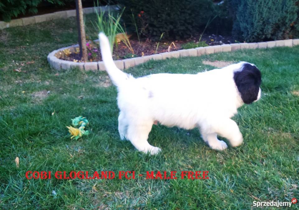 landseer piękne pieski Głogów