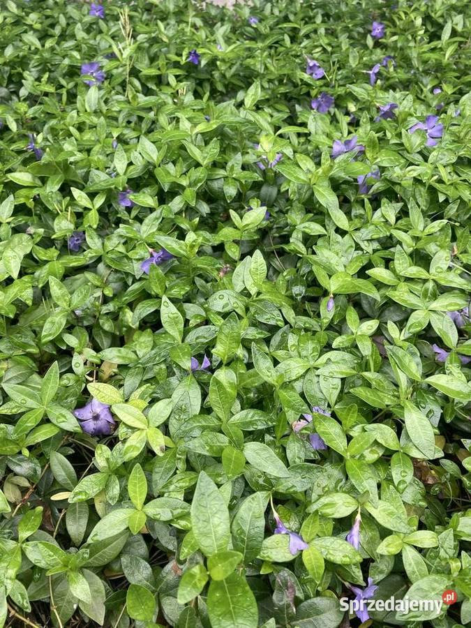 Barwinek pospolity Duże sadzonki lubelskie