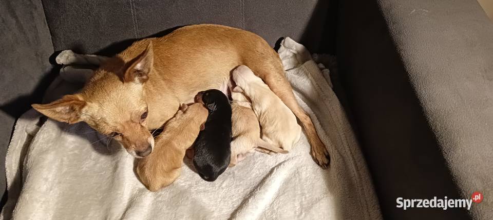 Szczenięta ratlerki Pozostałe Świnice Warckie