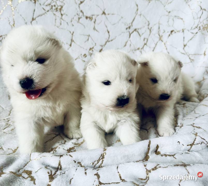 Samoyed ZKwP-śnieżnobiały chłopiec,domowa hodowla