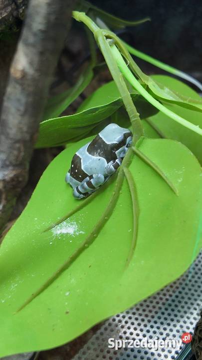 Rzekotka żabia Trachycephalus resinifictrix Olsztyn