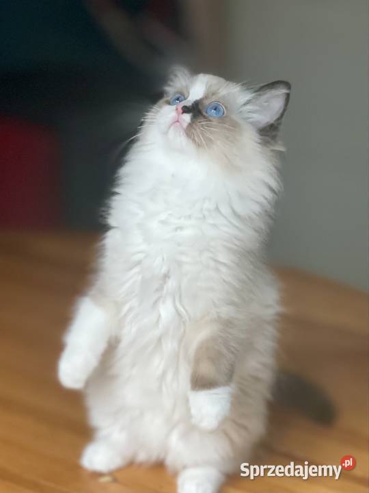 Młodziutka kotka hodowlana Ragdoll śląskie Częstochowa