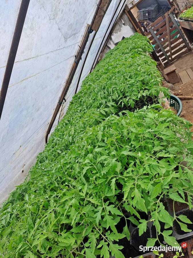 sprzedam pomidory Pozostałe Wawrzeńczyce