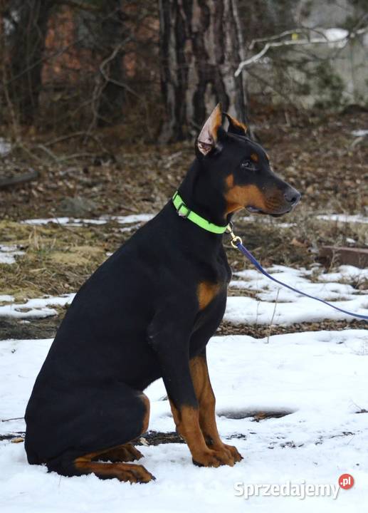 Szczeniak dobermana łódzkie Głowno sprzedam