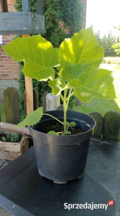 Paulownia 30 sztuka Czarzyzna sprzedam