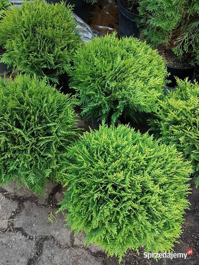 Tuja Danica 35 Kula Kulista Ukorzenione Donica Ożarów Mazowiecki sprzedam