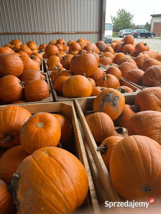 Dynia halloween