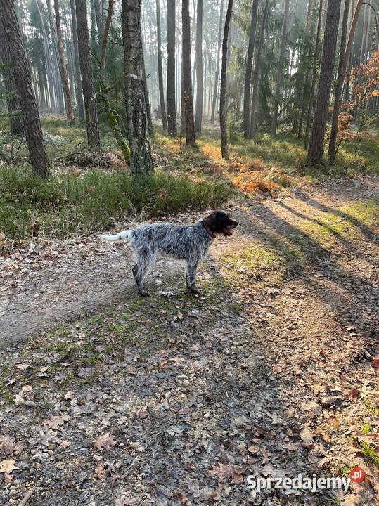 Wyżeł Czeski Fousek rodowód FCI pies myśliwski Sochaczew