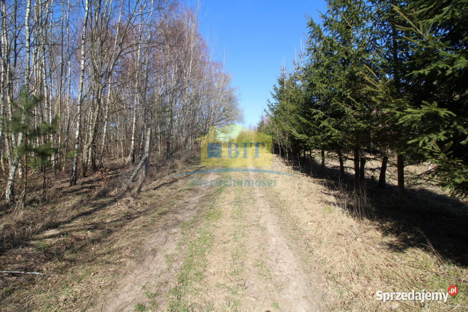 Działka 3002m2 w pięknym miejscu Dąbrowica