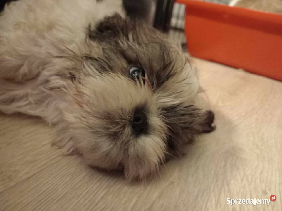 Szczeniaczek SHIHTZU samiec pomorskie Reda