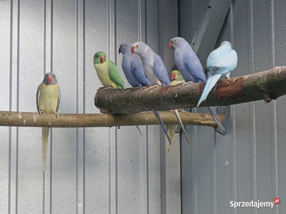 Akeksandretty obrożne Płońsk