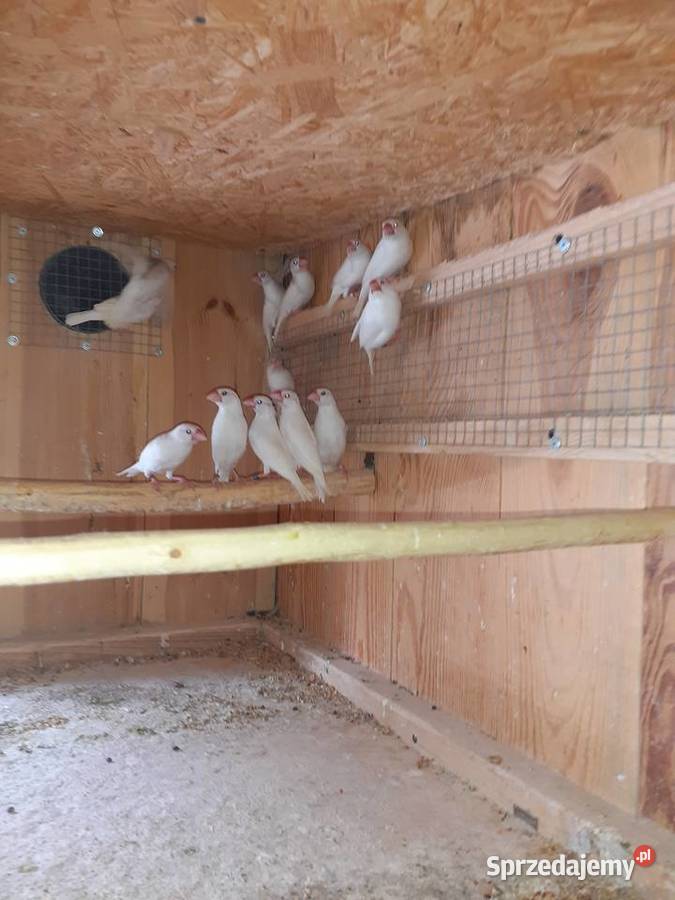 Ryżowce mazowieckie