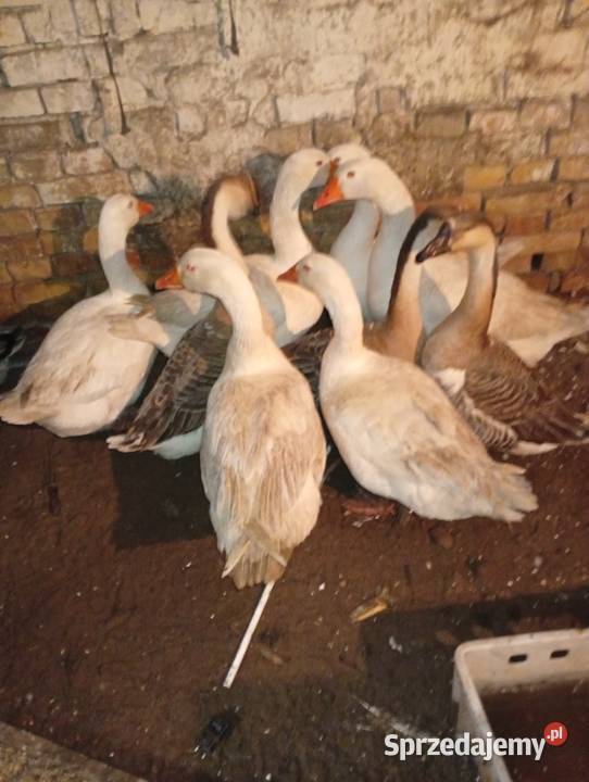 Sprzedam gesi Lubiszyn