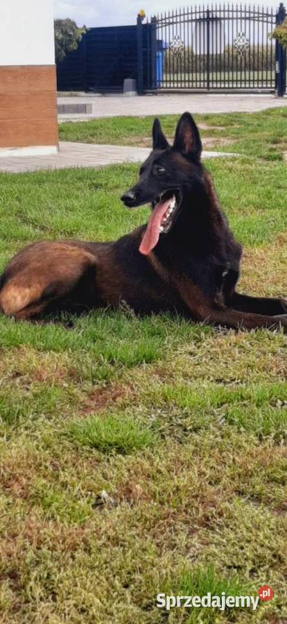 Owczarek Belgijski Malinois FCI sprzedam