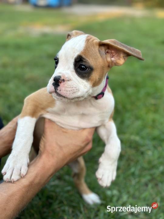 Suczka rasy bokser szczeniak mazowieckie Cieszkowo Nowe